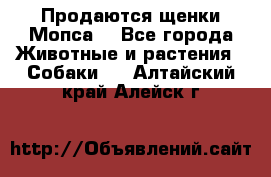 Продаются щенки Мопса. - Все города Животные и растения » Собаки   . Алтайский край,Алейск г.